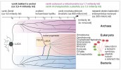 Schéma eukaryogeneze a evoluce eukaryot s vyznačeným vznikem mitochondrie, primárních plastidů a několika sekundárních či terciárních plastidů. LUCA (Last Universal Common Ancestor) – poslední společný předek všech současných bakterií, archeí a eukaryot, LECA (Last Eukaryotic Common  Ancestor) – poslední společný předek eukaryot, FECA (First Eukaryotic Common Ancestor) – první společný předek eukaryot. CRuMs – superskupina Collodictyonida, Rigifilida, Mantamonadida a Ancyromonadida. Orig. F. Husník, upraveno podle: P. López-García a kol. (2017)