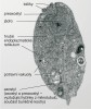 Prvok Monocercomonoides sp., první známý eukaryotní organismus, který beze zbytku ztratil mitochondrie. Foto N. Yubuki