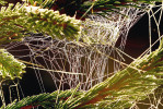 Spleť vláken, ve spodní části opatřených kapkami lepu – typická síť snovaček (Theriidae). Foto A. Kůrka
