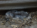 Mláďata rorýse obecného (Apus apus) v hnízdě. Foto L. Viktora