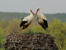 Pár čápů bílých (Ciconia ciconia)  na hnízdě. Foto T. Bělka