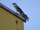 Čím dál více kavek obecných (Corvus monedula) hnízdí v zateplených stěnách domů. Foto L. Viktora