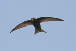 Rorýs obecný (Apus apus) je skvělý letec. Foto Z. Tunka