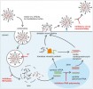 Životní cyklus  chřipky a místa zásahu virostatik.  Orig. V. Treťjačenko