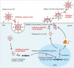 Životní cyklus viru HIV. Orig. V. Treťjačenko