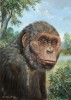 Mezi africké rané formy homininů patří např. Ardipithecus ramidus. Orig. P. Modlitba