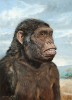 Australopithecus afarensis. Tento druh proslavil mimo jiné nález dobře zachovalé kostry známé jako Lucy. Orig. P. Modlitba