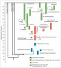 Zjednodušené evoluční schéma znázorňující fylogenetické vztahy druhů homininů a recentních lidoopů. Orig. M. Chumchalová, upraveno podle různých zdrojů
