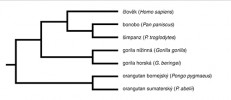 Fylogenetické vztahy recentních lidoopů a člověka. Orig. M. Chumchalová, upraveno podle různých zdrojů
