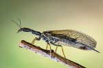 V květnu je možné narazit na dospělé dlouhošíjky (Raphidioptera). Samice tohoto řádu hmyzu se vyznačují  dlouhým kladélkem. Foto P. Šípek
