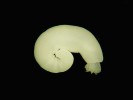 Akantela, druhé larvální stadium vrtejše, z tělní dutiny hostitele  (ještěra Corytophanes cristatus),  s chobotkem. Snímek ze stereolupy. Foto J. Bulantová