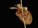 Veš Haematopinus apri, dospělý  jedinec na chlupu hostitele, prasete  divokého (Sus scrofa), má bezkřídlé zploštělé tělo. SEM, kolorováno. Foto J. Bulantová