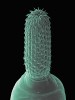 Dospělý vrtejš Echinorhynchus gadi ze střeva tresky obecné (Gadus morhua). Přední část těla s vysunutým chobotkem pokrytým trnovitými háčky. SEM (skenovací elektronový mikroskop), kolorováno. Foto J. Bulantová
