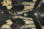 Kromě chloupků bývá tělo hmyzu často kryto různými šupinkami, jako u motýlů nebo některých brouků. Šupinky na krovkách křivonožce polokrového (Valgus hemipterus), příbuzného zlatohlávkům. Foto P. Šípek