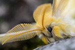 Jihoevropský martináč slepý (Perisomena caecigena). Samci martináčů se vyznačují silně zpeřenými tykadly, díky nimž mohou detekovat nízké koncentrace samičího feromonu. Snímky P. Šípka