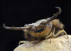 Larvy síťokřídlého  hmyzu mají extraorální trávení. Na obrázku je vidět detail larvy  největšího evropského  mravkolva Palpares  libeloides.  Při podrobném pohledu na spodní stranu mohutných kusadel jsou vidět těsně  připojené čelisti.  Mezi kusadly a čelistmi probíhá potravní a slinný kanálek. Foto P. Šípek