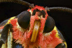 Tělo mnoha motýlů pokrývá husté ochlupení, které má kromě jiného ochrannou funkci. Na snímku asijského přástevníka Eucalindria principalis si povšimněte i svinutého sosáku. Foto P. Šípek