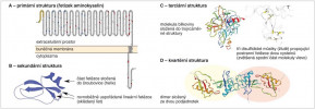 Struktura bílkovin. A – primární struktura amyloidového prekurzorového proteinu (APP). Bílkovina je tvořena řetízkem 770 aminokyselin, který jedenkrát prochází cytoplazmatickou membránou, větší část molekuly vyčnívá vně buňky.  Červeně jsou vyznačeny aminokyseliny, které mohou podléhat posttranslačním úpravám. Modře cysteiny, kde může dojít ke spojování za tvorby disulfidických můstků. Žlutě je zvýrazněn signální peptid – N-konec určující lokalizaci bílko­viny v buňce. B – sekundární struktura části APP bílkoviny se zvýrazněnými oblastmi šroubovice (helixu) a skládaného listu. C – terciární struktura části APP bílkoviny (vlevo). Vpravo pak zvětšená spodní část se žlutě zvýrazněnými disulfidickými můstky. D – kvartérní struktura E1 domény bílkoviny APP – dimeru  složeného ze dvou stejných molekul. Orig. H. Kupcová Skalníková