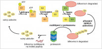 Ubikvitin-proteazomový systém  zahrnuje kaskádu tří enzymů (E1, E2, E3), které zprostředkovávají připojení ubikvitinu (Ub) na bílkoviny určené k odbourání. Bílkovina s navázaným řetízkem Ub  je rozložena v proteazomu tvořeném  více podjednotkami uspořádanými do válcovitého tvaru, uvnitř válce probíhá proteolytické štěpení. Blíže v textu. Orig. H. Kupcová Skalníková