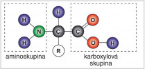Obecná struktura aminokyselin v živých organismech. Karboxylová a aminová skupina jsou navázány  na stejný atom uhlíku (α-uhlík). Postranní řetězec R určuje fyzikálně-chemické vlastnosti aminokyseliny. Orig. H. Kupcová Skalníková