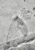 Límcovka blešivčí (Spirochona gemmipara), specializovaná k životu na žaberních plátcích blešivců (izopodobiont). Foto J. Vávra 