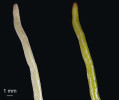 Povrch epifytů určený k příjmu vody z deště a rosy je často tvořen specifickými odumřelými buňkami. Ty v suchém stavu odrážejí světlo, zatímco namočené ho propouštějí, takže jsou vidět spodní zelené vrstvy buněk. Suchý a mokrý kořen orchideje Microcoelia cornuta. Foto J. Ponert