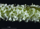 Odumřelé stříbřité trichomy na listu Tillandsia capillaris určené k nasávání vody z rosy a deště a jejímu předávání živým buňkám listu. Foto J. Ponert