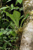 Některé druhy rodu toulitka (Anthurium) z čeledi árónovitých (Araceae) vytvářejí růžici z listů, která zachycuje padající listy a vodu. Negativně geotropic­ké kořeny pak mohou vrůstat do středové části s rozkládajícím se opadaným materiálem. Opad byl u této rostliny odstraněn, aby bylo vidět strukturu kořenového systému. Peru, Loreto, Rio Yarapa. Foto J. Ponert