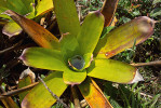 Listové růžice mnoha bromelií tvoří nádrž zadržující vodu. V přírodě slouží nejen samotné rostlině, ale žijí v nich také specifičtí živočichové. Ekvádor, Valladolid. Foto J. Ponert