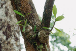 Myrmekofilní epifytický druh Hydno­phytum formicarium z čeledi mořenovitých (Rubiaceae) vytváří ze svého hypokotylu mohutný kaudex, který je z velké části dutý a slouží jako domov pro symbiotické mravence. Vietnam, Khanh Hoa. Foto J. Ponert